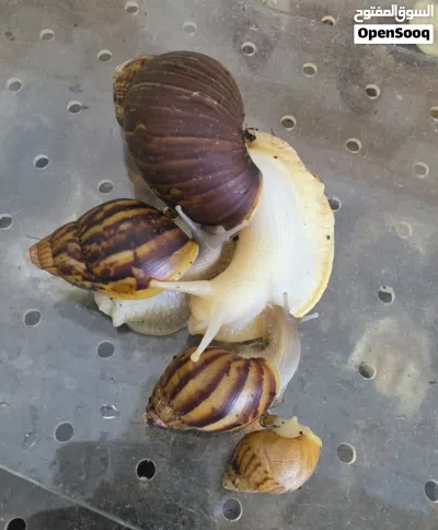 حلزونات إفريقية 3