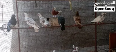 حمام انواع جميلة.للبيع 2