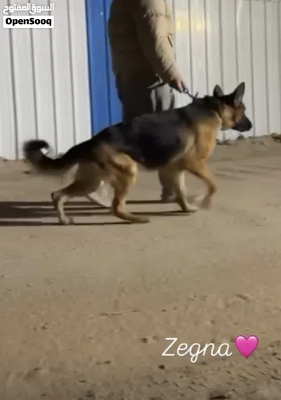 للبيع نثيه جيرمن ماخذه مركز 3