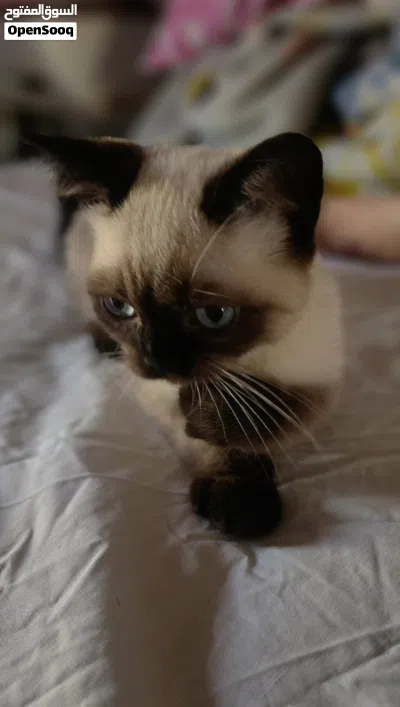 Mixed Himalayan and Siamese Kitten 2