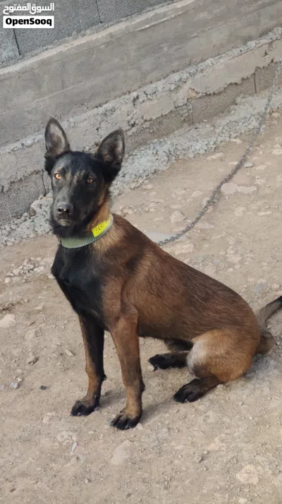 Malinois mâle Charbonnier 2