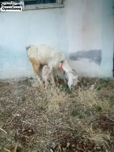 عنزة حليب وراها صخلة 4