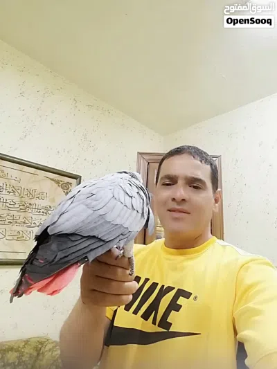 بسم الله ماشاء الله ببغاء كاسكو مزرعه حجل فضي متكلم 3