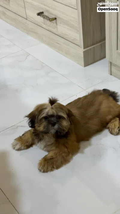 Shihtzu puppy for sale 3