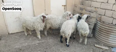طليان سمان 3 ذكورة وحدة نثيه 4