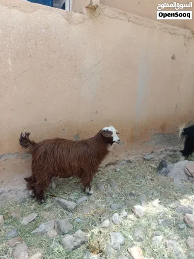 للبيع جدايا فحول واحد حلال رحوب جبالي سرحي واحد حلال بني سعيد 2