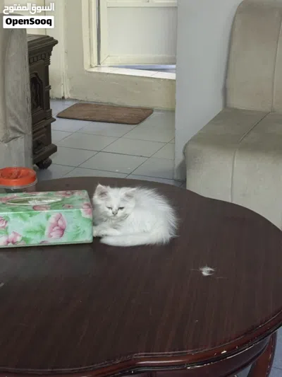 Adorable Male white Persian kitten 3 months old very active and playful 4