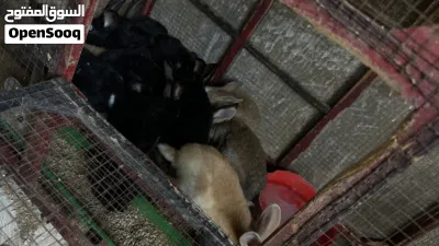 ارانب بلدي للبيع 4