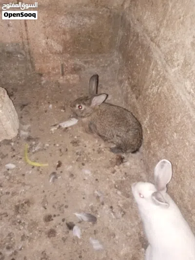 موجود ارانب عدد2 اناثي معشرات و ذكر للبيع السعر 26 من الاخر الموقع اربد الكورا كفرعوان لتواصل على ال 3
