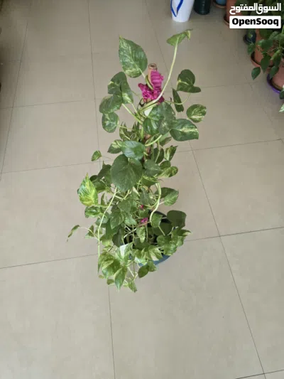 Healthy Large Golden Money Plant with Climbing Pole – Indoor Air Purifying Plant 2