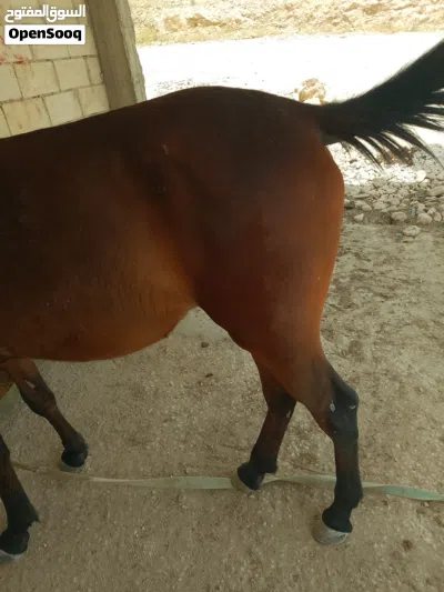 مهر ذكر مميز للبيع بسعر مغري 2