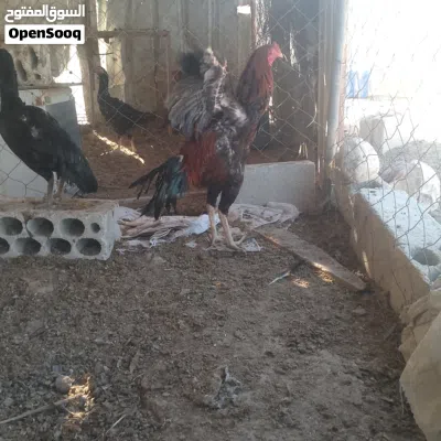 يوجد ديكين ودجاجه باكستاني للبيع 3