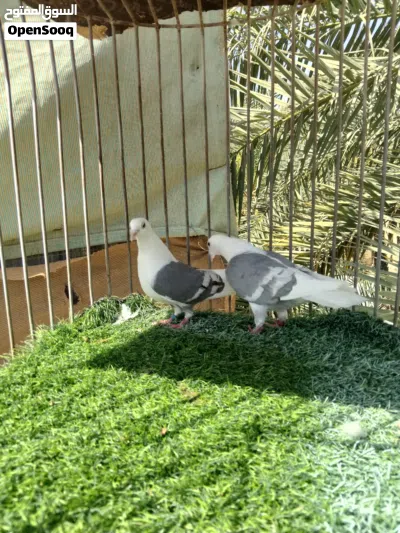 توصيل طيور سمائل مندوب 2