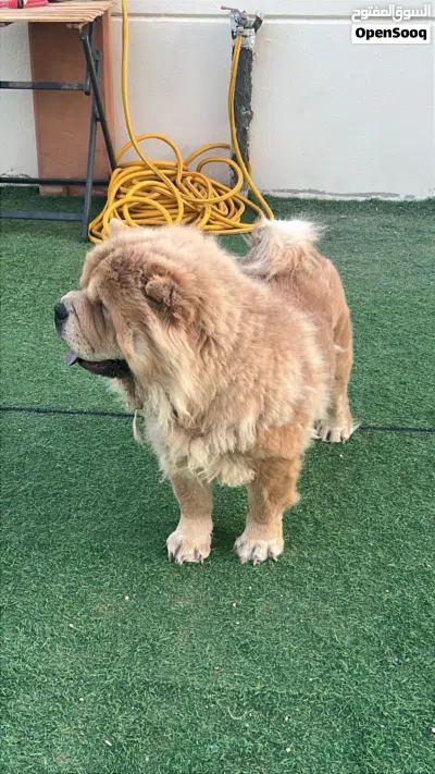 Chow chow pure breed 3