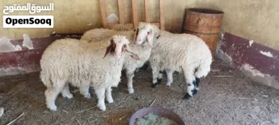 طليان سمان 3 ذكورة وحدة نثيه 2