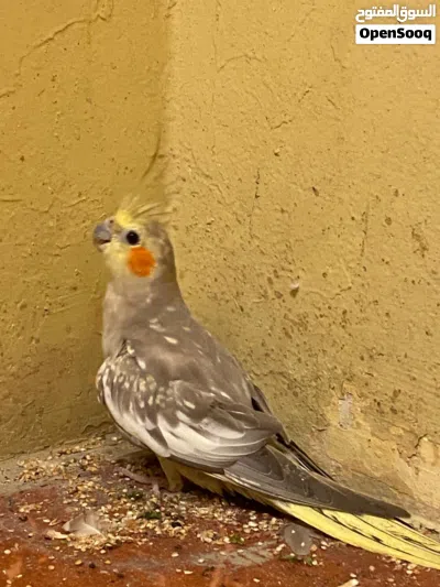 3 love birds and cocktail 2