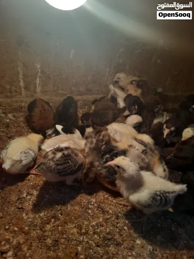 متاح افراخ دجاج عرب عمر 3 اسابيع زوج 3ونص 4