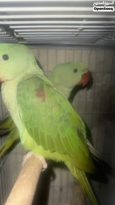 Alexandrine parrots 3