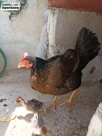 دجاجه عربيه ورها افراخ برانكز فضي المصري الصلي بلذمه 2