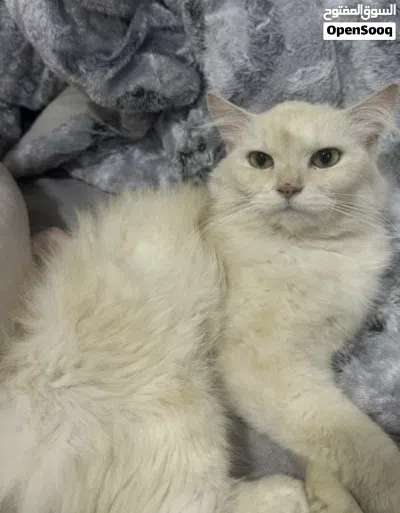 قطه انثى شيرازيه 3