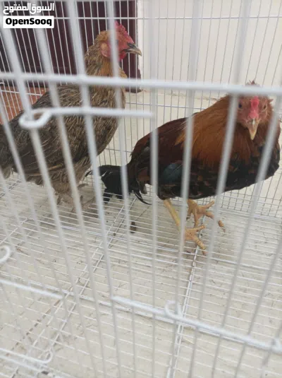 للبيع ديك ودجاجه الموقع صلاله غير قابل للتفاوض 4