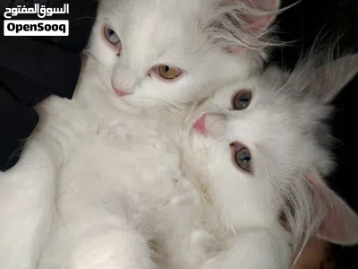 pure Persian for sale around 2 months 2