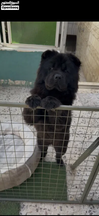 Pure chowchow female انثى تشاو تشاو لون لسان ازرق اسود Black- Blue tongue-fluffy coat 2