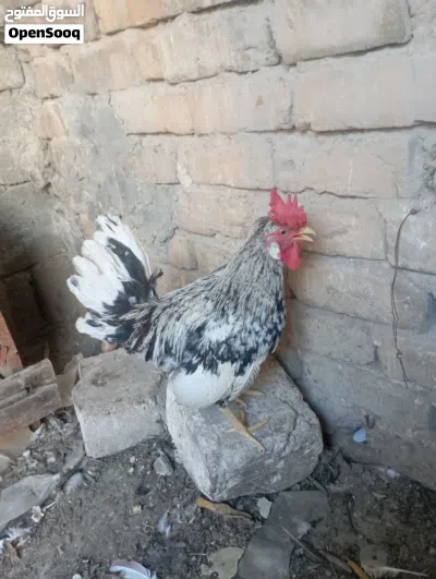 متاح زوج ماكنتوس افرك عمر6اشهر 3