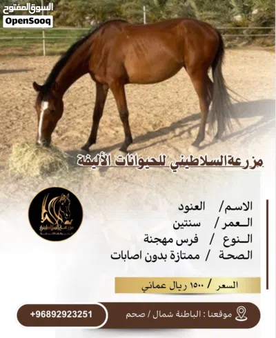 يتوفر خيول للبيع عربي ومهجن 2