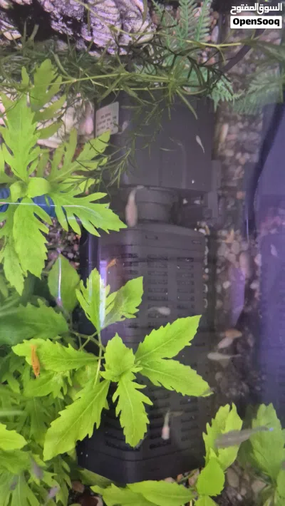 guppy 3pc 1 rial assassin snail 2pc 1 rial plants stumb 0.200 bz colour shrimps 3pc 1 rial 2