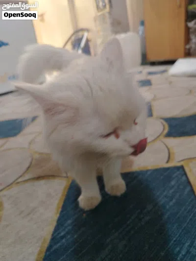بزونه اليفه 2