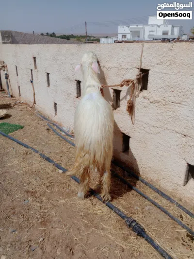 للبيع حمله نجدي أصل رمليه تابع الوصف 3