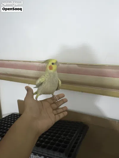 cockatiel tamed 1 year old 3