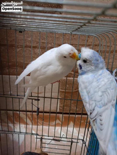 كوبية بقالينو و معاها دكر زيبرا 2