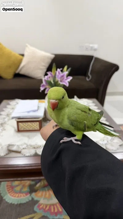 ببغاء دره أليف و لعوب جدا 2