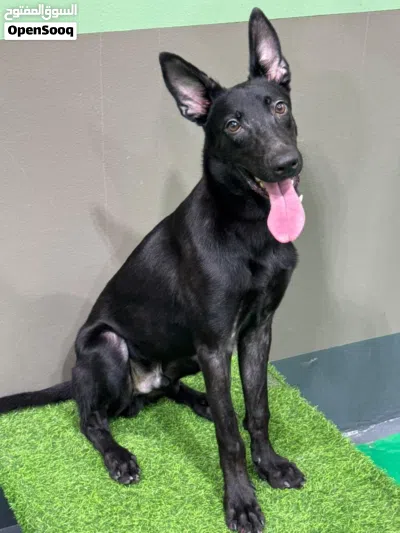 Dutch shepherd male dog 6 month old كلب دوتش شيبرد دوتج شيبرد ذكر 4