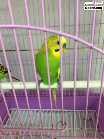 male and female budgie 2