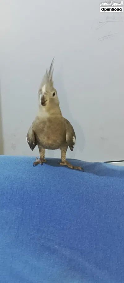 كوكتيل وايت فيس 2