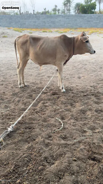 للبييع عجال 2