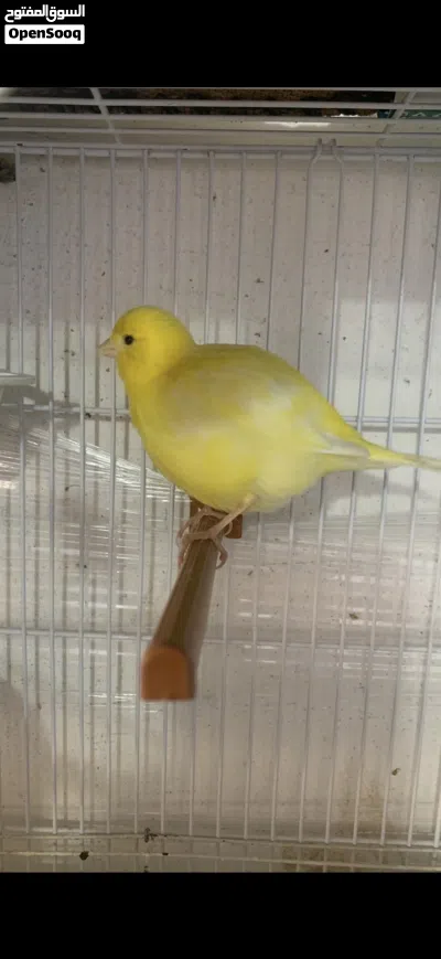 جوز كنار جلوستر 3