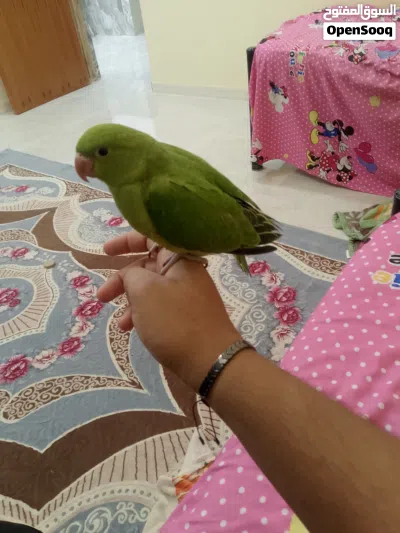 ببغاء دره هندي اقرأ الوصف 3
