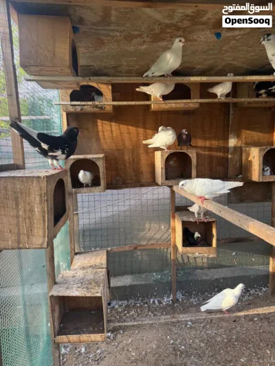 Many varieties pigeon available Al Zubair 2