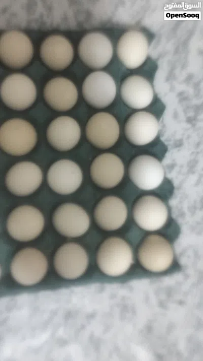 undefined 2