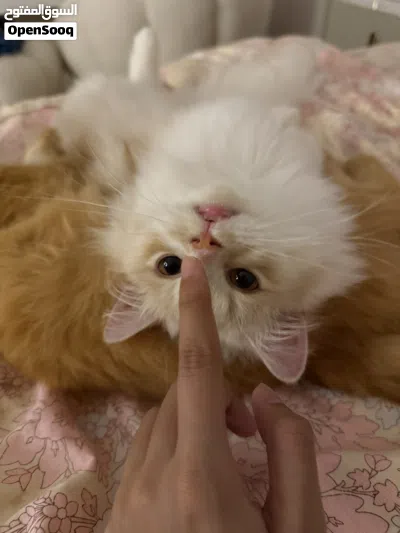 Cute Persian Kitten 7 Months Old 4