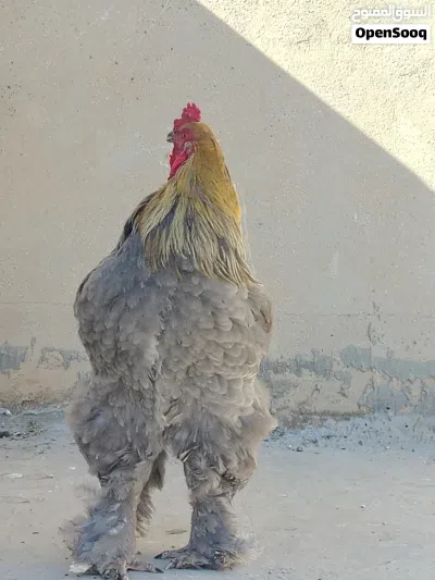 3 ديوك طفرات صحة ونظافة وجمال تبارك الله بسعر حرق( اقرا الوصف ضروري ) ............................. 2