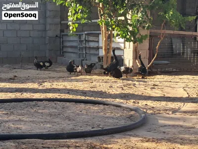 بط للبيع حاجه نظيفة اللهم بارك مصراتة 2