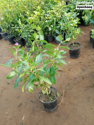 undefined 2