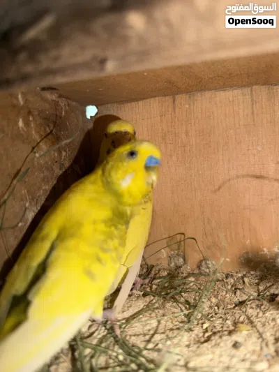 كوبيأ بقلينو اقرأ الوصف 3
