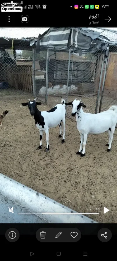 للبيع شوهات مال صلاله معهن التيس الله اعلم عشره 3