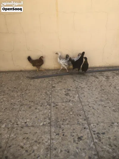 صيصان بلدي شهرين 2